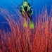 seawhip_kj_v_0705_png0012.jpg
